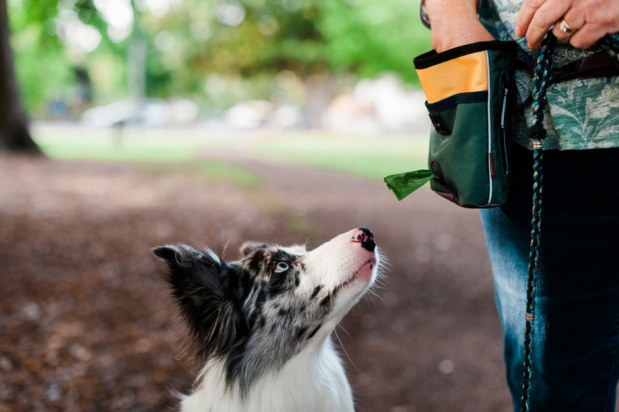Landscape Series Deluxe Training Pouch in Moss - Dog starting at pouch with dog mom reaching in for treats